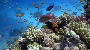 'Florida Keys Coral Reef Food Web'