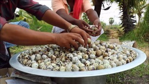 '1000 Quail eggs - Quail Egg Gravy Recipe - Cooking skill Village Food Channel'