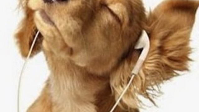 'PAWSitively Petland Show - Boxer, Potty Training, Health Extensions Dog and Cat Food'