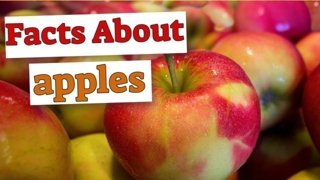 Facts about apples [health tips]