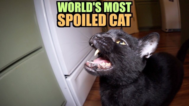 'Talking Kitty Cat 64 - World\'s Most Spoiled Cat'