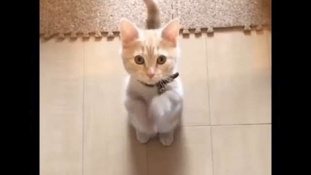 'Cute cats standing and praying for food'