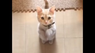 'Cute cats standing and praying for food'