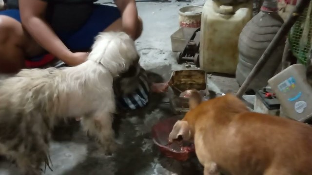 'prayer food#pecinta #doglover #anabul #pedulianjingliar#kotakediri#salamlestari'