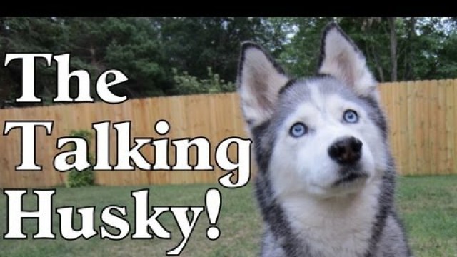 'Dog Talking Siberian Husky Talking about Dinner Time! Food NOW!'