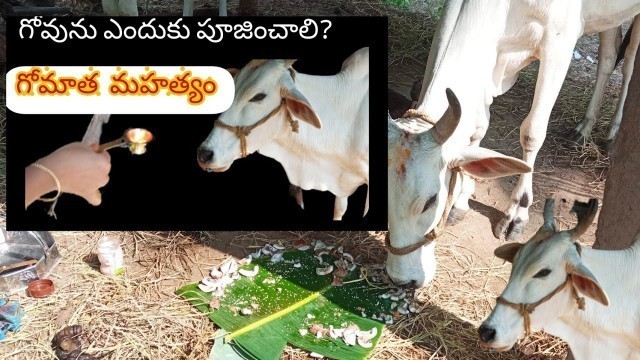 'prayer for the Divine cow kamadhenu and pooja method, food for Gomatha#గోమాత.@Untsworld'