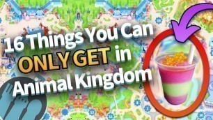 '16 Things You Can ONLY Get in Disney’s Animal Kingdom'