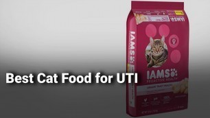 'Best Cat Food for UTI'