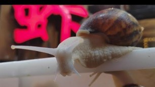 'Wuhan Chinese Street Food Challenge - American Eating Snails'