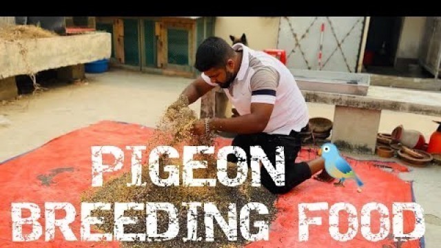 'Best breeding food for pigeon | কবুতরের খাবার তালিকা'