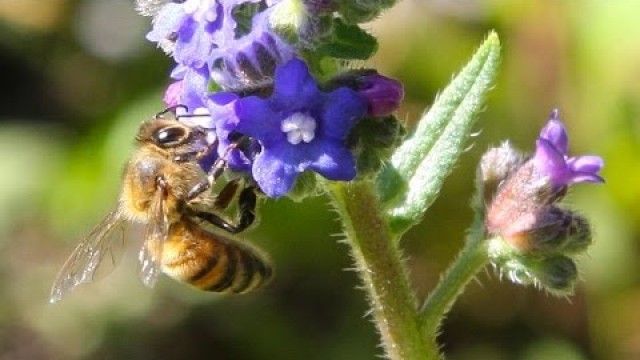 'Pollination: Trading Food for Fertilization'