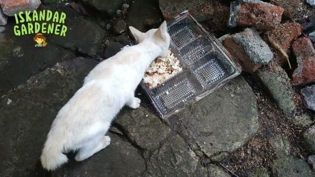 'HOW TO MAKE THE MOST DELICIOUS AND FAVORITE FOOD FOR KITTEN'