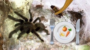 'Preparing healthy FOOD for my TARANTULAS !!! (feat. Elvarg)'