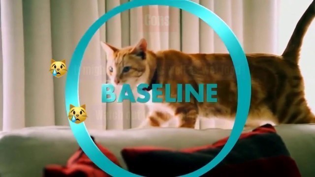 'Best Cat Food For Urinary Health - Meowkai'