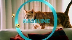 'Best Cat Food For Urinary Health - Meowkai'