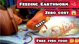 'zero cost || best food for cichlid\'s 