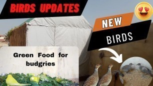 'New pets in setup | green food for budgries | Tetar | #pets'