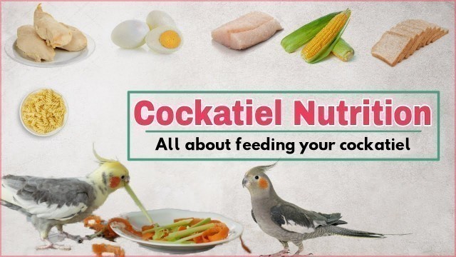 'Cockatiel diet | Safe and unsafe food for your cockatiel l Best cockatiel bird food | cockatiel food'