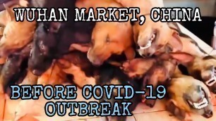 'Wuhan China Exotic foods Market | Dogs, Cats, Bats and Snakes'