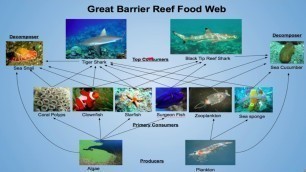 'Conservation Biology Project: The Great Barrier Reef'