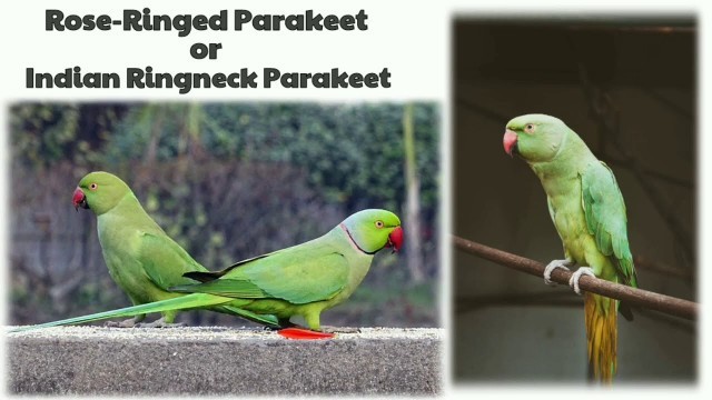 'Indian Parrots || Breeding || Types || Food (with pictures )'