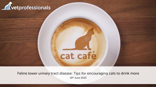 'Cat Café: Feline lower urinary tract disease: Tips for encouraging cats to drink more – 18 June 2020'