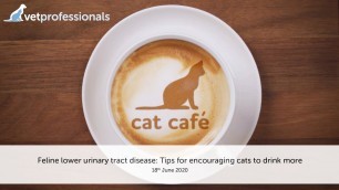 'Cat Café: Feline lower urinary tract disease: Tips for encouraging cats to drink more – 18 June 2020'