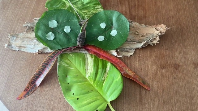 'Nature Explorers   Hungry Caterpillar'