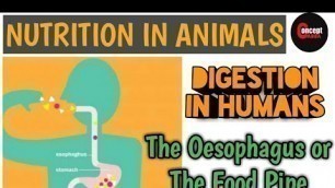 'The Food Pipe or The Oesophagus'