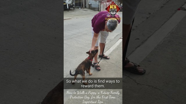 'How to Walk a Puppy, a Future Family Protection Dog, for the First Time'