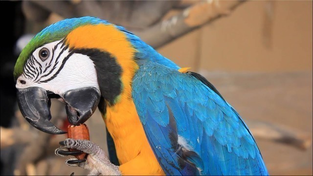 'Macaw Parrort talking  |Macaw Food |Blue and Yellow Macaw | Psittacidae | Birds Food'