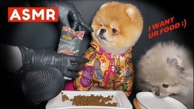 'Dad & Son Pomeranians Fighting Over Food (No Talking) ASMR 먹방 EATING SOUNDS'