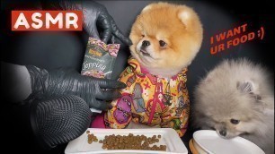 'Dad & Son Pomeranians Fighting Over Food (No Talking) ASMR 먹방 EATING SOUNDS'