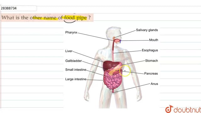 'What is the other name of food pipe?'