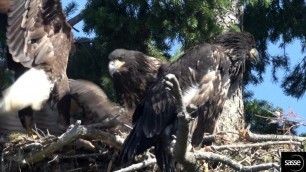 'Incredible - Hawk vs Eagle food competition in Nest (Sidney nest)'