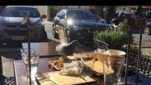 'Pigeon enjoying Japenese food'