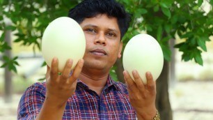 'Big Ostrich Egg Omelette | Cooking skill | Village Food Channel'