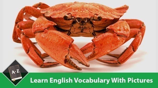 'Learn English - English Vocabulary – Food/ Seafood'