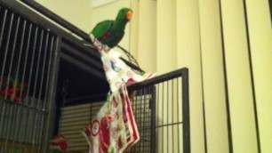 'My parrot going CRAZY! over Coles food Mag!!'