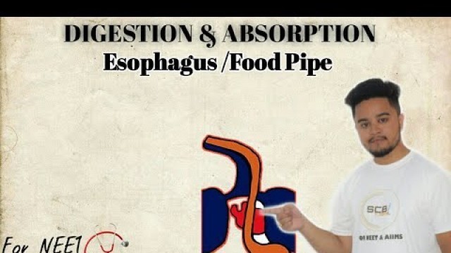 'UNIT V(CH16) DIGESTION & ABSORPTION ,PARTXIII- ESOPHAGUS/FOOD PIPE'