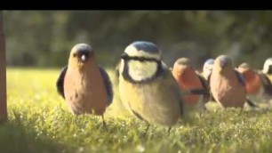 'Peckish Bird Food Advert 2014'