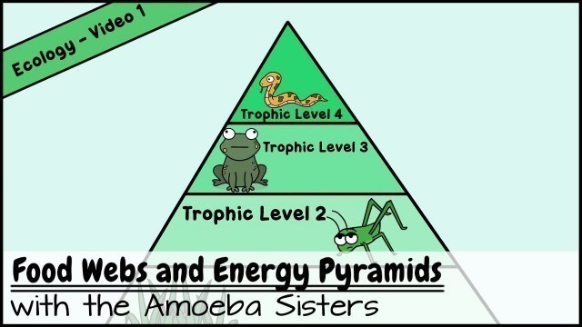 'Food Webs and Energy Pyramids: Bedrocks of Biodiversity'