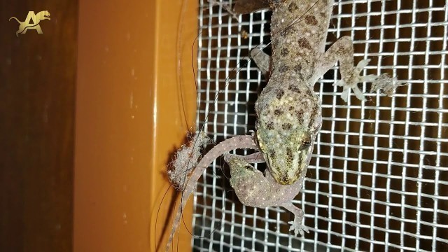 'House Gecko eats Baby Lizard (\"Only for Strong hearts\" )'