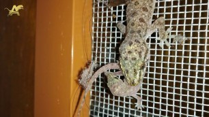 'House Gecko eats Baby Lizard (\"Only for Strong hearts\" )'