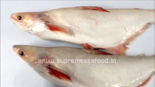 '9 Types of Fresh water fishes | Supreme Seafood'