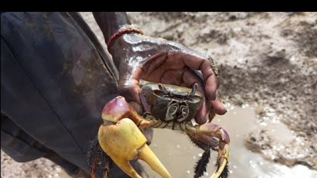 'Big Crab Hunting Trailer|நண்டு வேட்டை|Suppu|Village Food Safari'