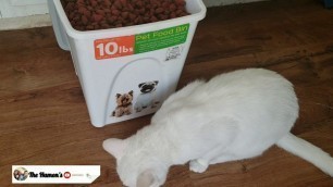 'CAT BUFFET|our cat loves dog food lol!'