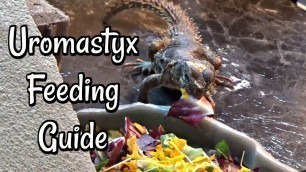 'What to Feed a Uromastyx (Spiny Tailed Lizard)'