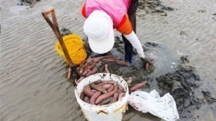 'Watch This fisherman doing   Incredible How to Catch Penis Fish and Eat'