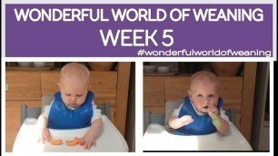 'WONDERFUL WORLD OF WEANING WEEK 5 - BABIES FIRST WEEKS OF SOLID FOODS - BREAKFAST, LUNCH & DINNER'